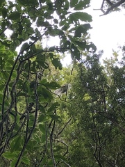 Urodynamis taitensis