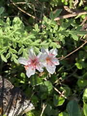 Acleisanthes