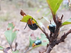 Lamprolina simillima