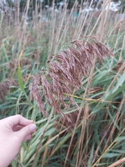 Phragmites australis