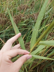 Phragmites australis