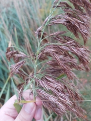 Phragmites australis