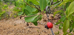 Anacardium