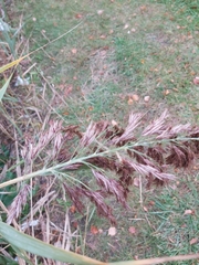 Phragmites australis