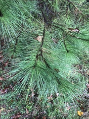 Pinus
