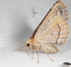 Caripeta pulcherrima