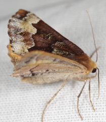 Caripeta pulcherrima