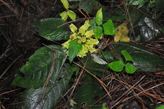 Chrysothemis friedrichsthaliana