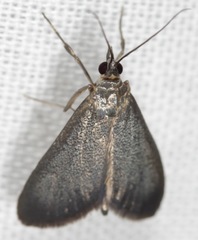 Pyrausta demantrialis
