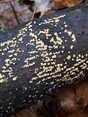 Pezicula acericola