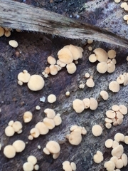 Pezicula acericola