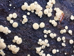 Pezicula acericola