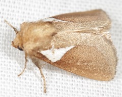 Prolimacodes trigona
