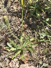 Hypochaeris variegata