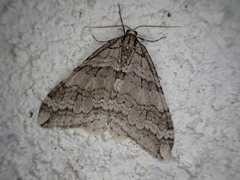 Operophtera relegata