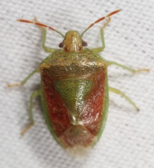 Banasa subcarnea