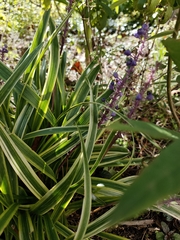 Liriope muscari