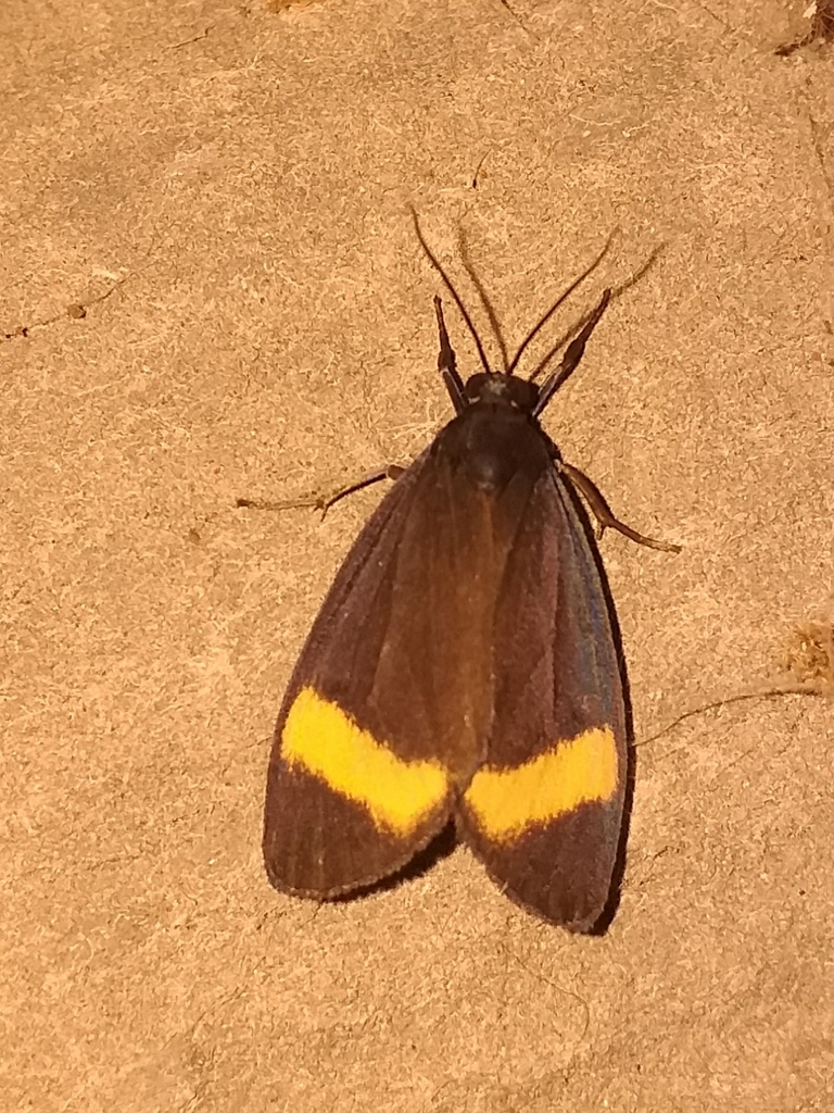 Cyanarctia