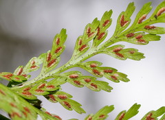 Asplenium gracillimum