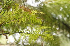 Asplenium gracillimum