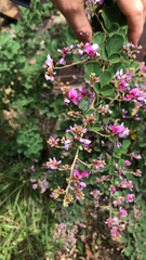 Lespedeza thunbergii