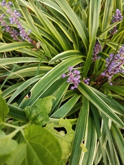 Liriope muscari