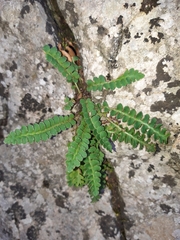 Asplenium ceterach image