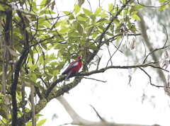 Platycercus elegans elegans