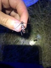 Elaphidion mimeticum