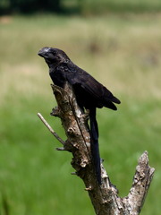 Crotophaga ani