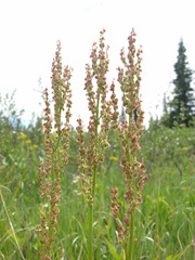 Rumex lapponicus