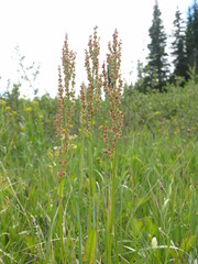 Rumex lapponicus