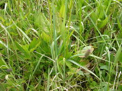 Rumex lapponicus