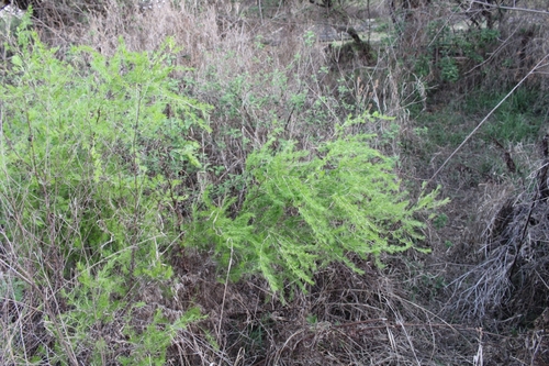 Asparagus laricinus image