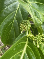 Morinda citrifolia image