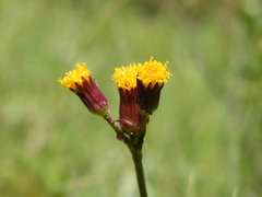 Packera pauciflora
