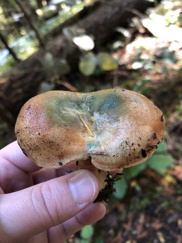 Diobsud Creek Trail