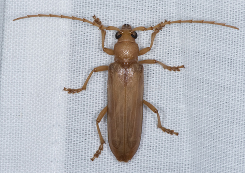 Atylostagma polita photo 5