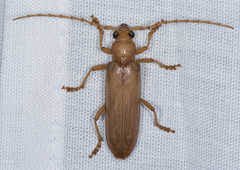 Atylostagma politum
