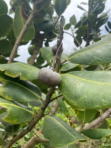 Calophyllum inophyllum image