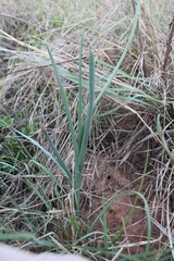 Albuca virens subsp. virens image