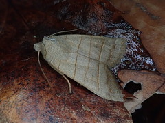 Eupsilia quadrilinea