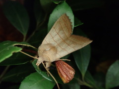 Eupsilia quadrilinea