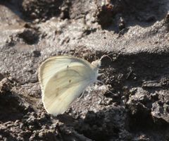 Dixeia doxo parva