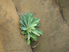 Crepidiastrum lanceolatum