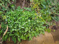 Crepidiastrum lanceolatum