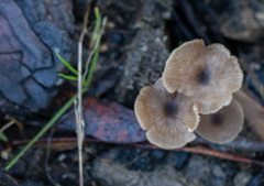 Mycena vinacea