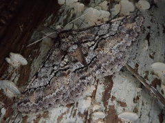 Megabiston plumosaria