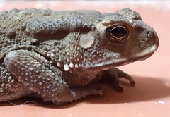 Duttaphrynus melanostictus