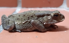 Duttaphrynus melanostictus